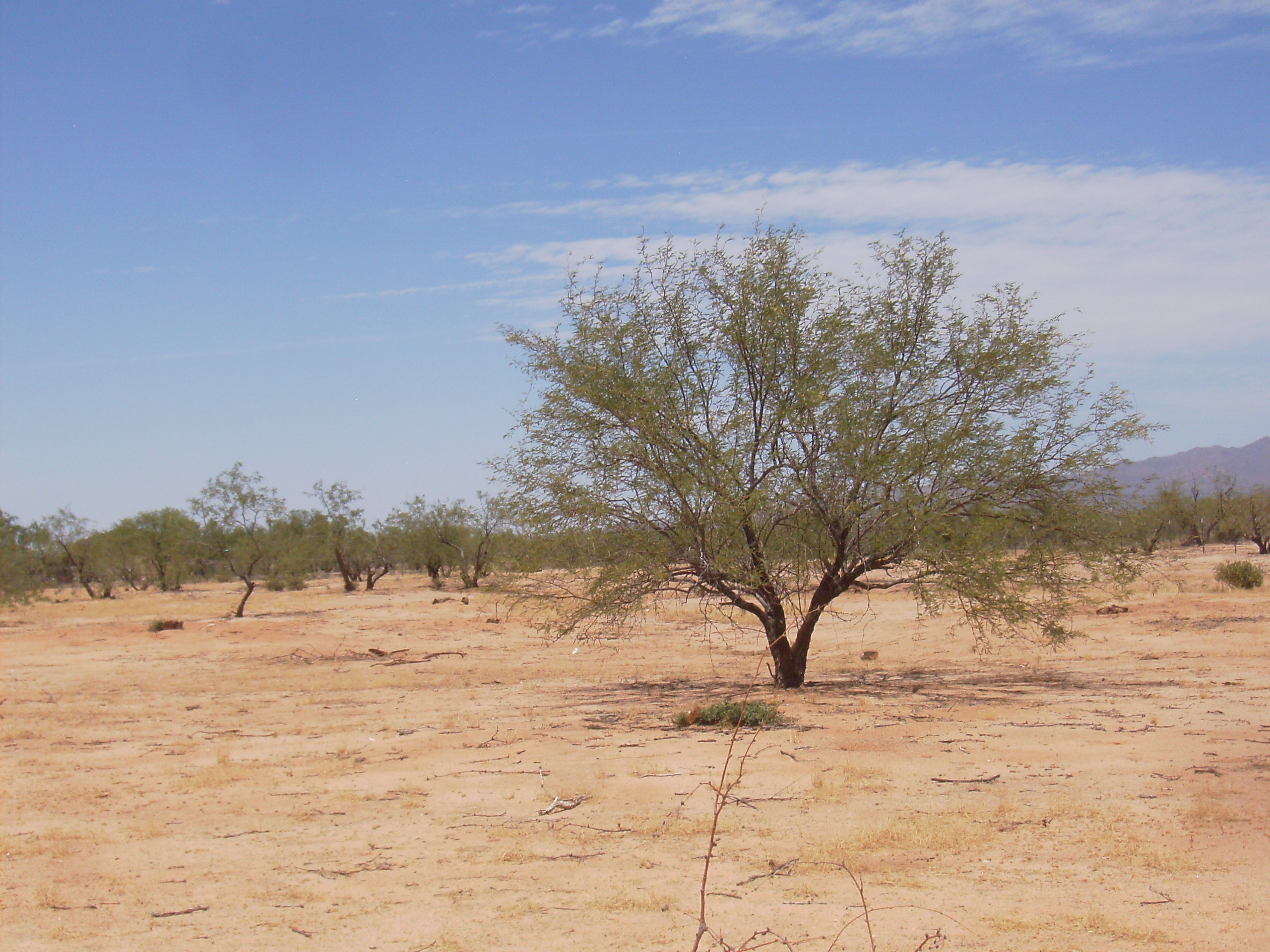 Native mesquite on parcel